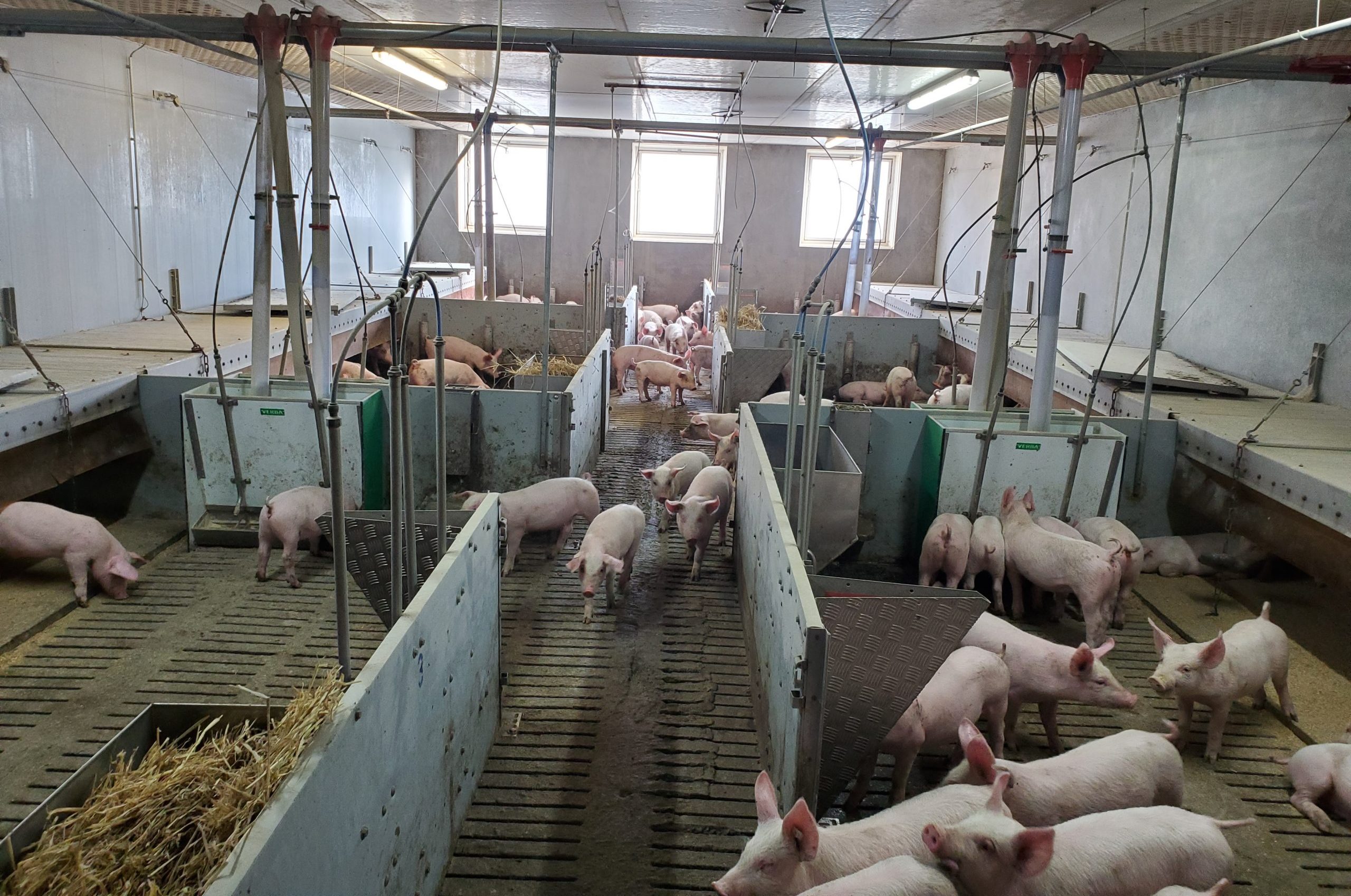 Ringanlage 2 Ferkelstall