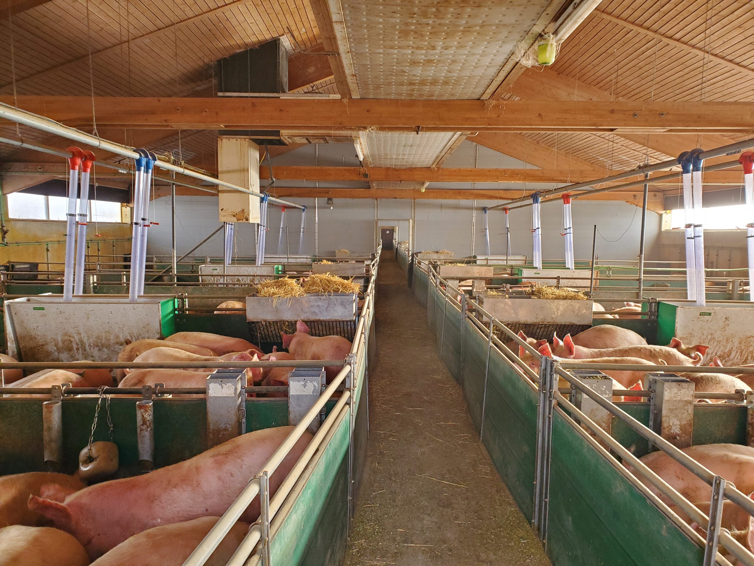 Ringanlage 2 Maststall